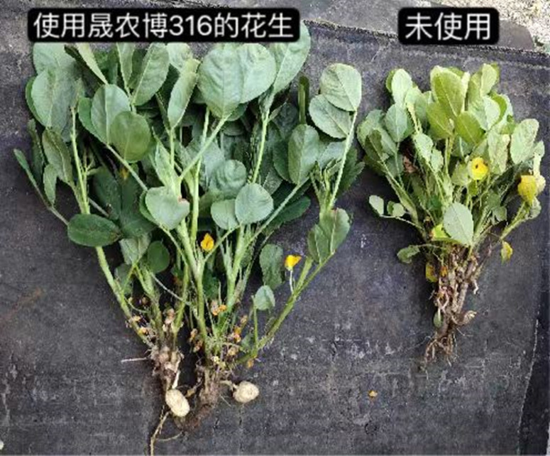 花生2
